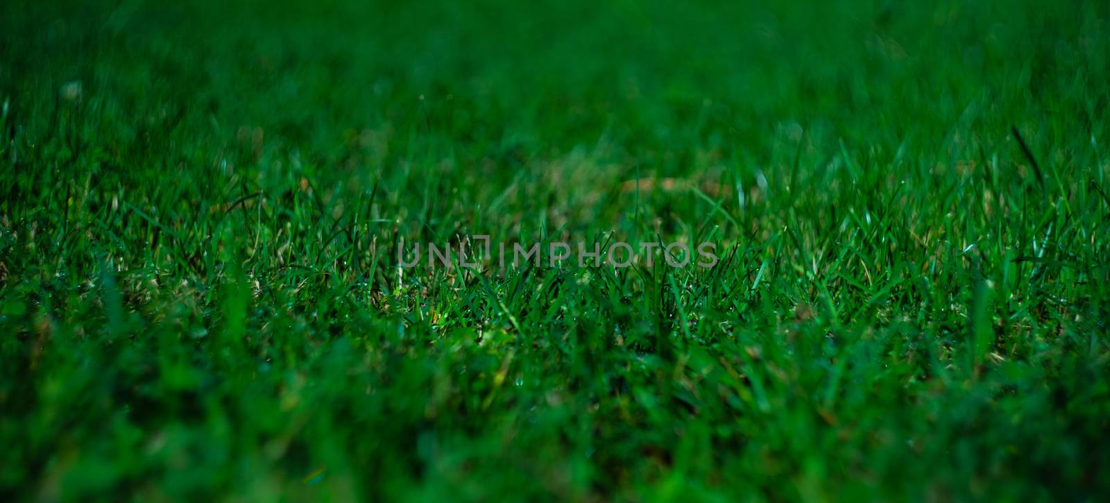 Green grass after the rain as a natural card concept