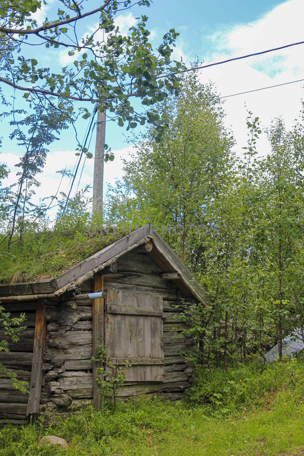 Old wooden cabin hut with overgrown roof, Hemsedal, Norway. by Arkadij