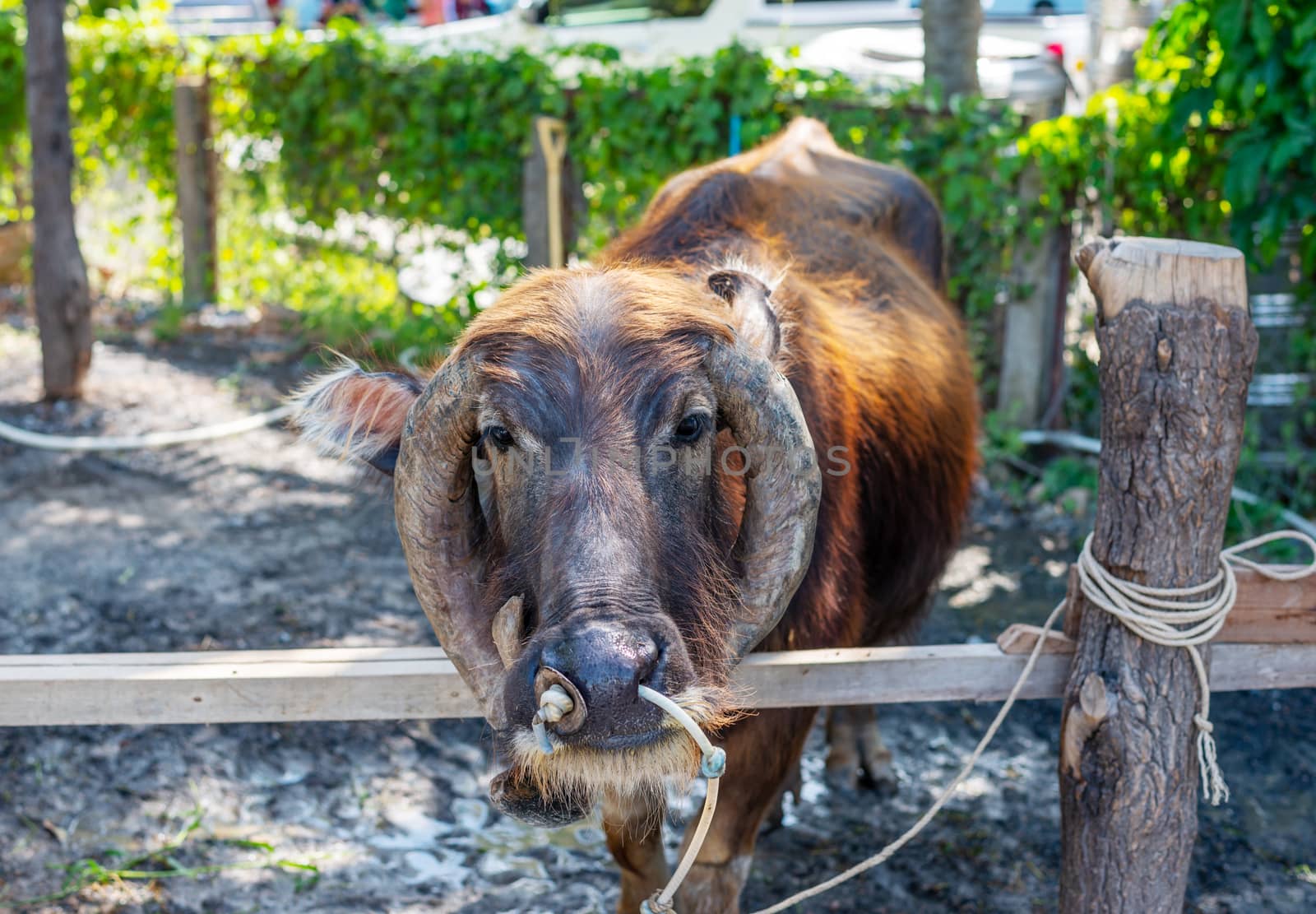 Thailand buffalo, due to heavy use, in the show, to cost tourists the money to visit, which is one of the animal tortures in this country.