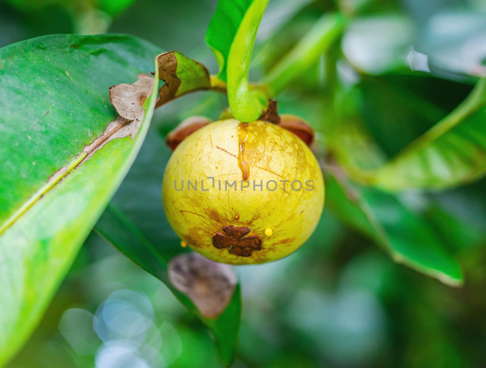 Mangosteen, on tree with green leaf blurred background, Macro