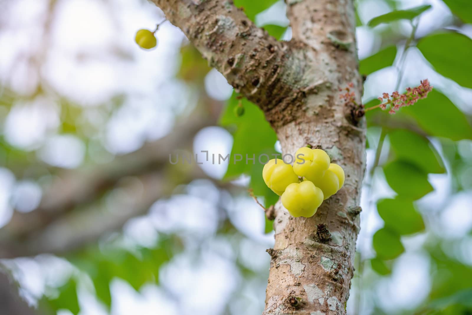 Star gooseberry, Phyllanthus (Phyllanthus acidus), on tree blurred bokeh background, Macro