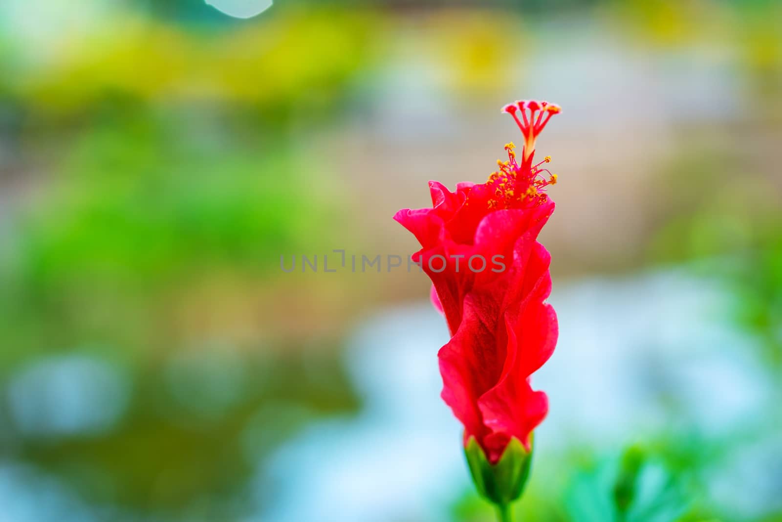 Hibiscus flower (disambiguation),  Hibiscus syriacus, and Hibiscus rosa-sinensis, flower on blurred green nature background, Abstract flower blurry background