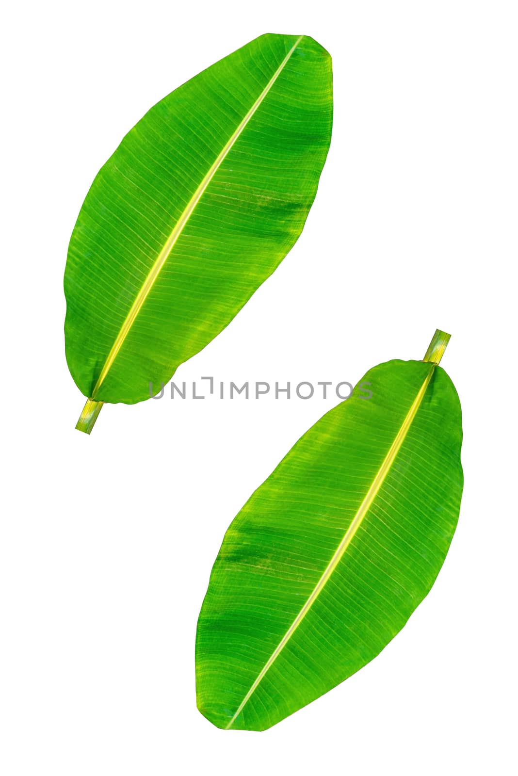 Banana leaf, green leaves, isolated on white background, Clipping paths