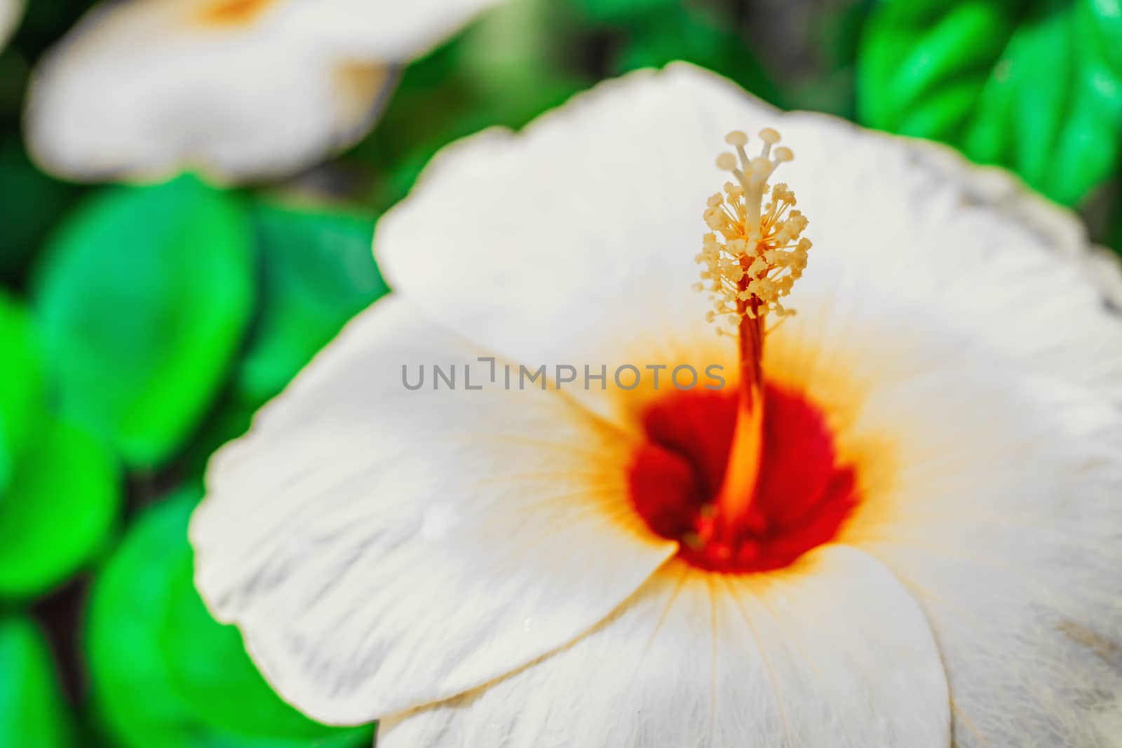 Hibiscus flower (disambiguation) white color,  Hibiscus syriacus, and Hibiscus rosa-sinensis, flower on blurred green nature background, Abstract flower blurry background