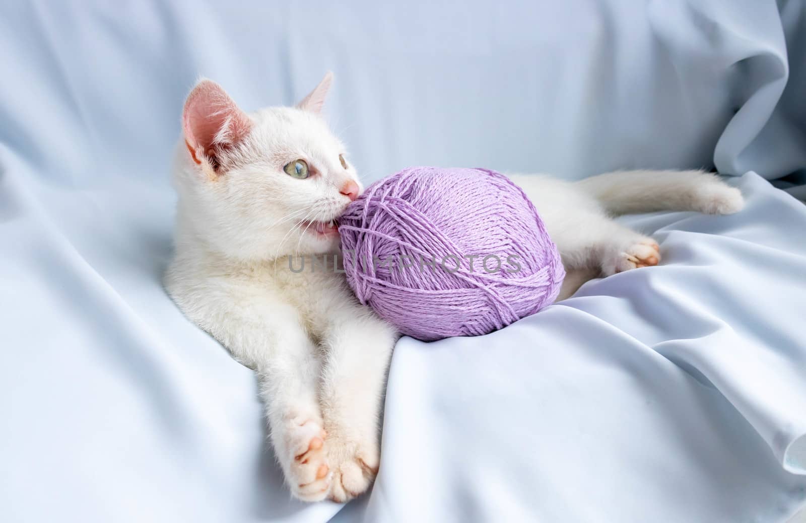 Kitten playing lying down, biting a ball of thread by lapushka62