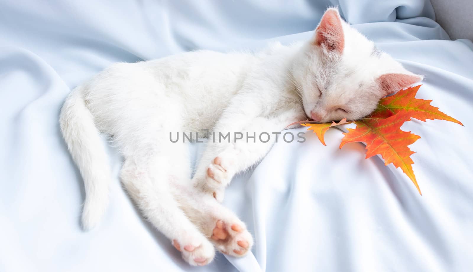 A small white kitten sleeps on a blue soft cloth with an orange leaf under its head. Autumn concept by lapushka62