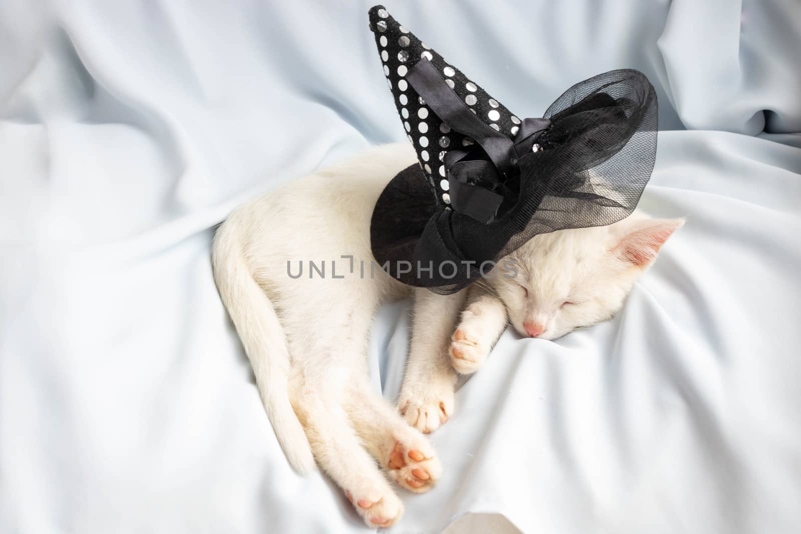 White little sleeping cat under a witch's hat. The concept of Halloween