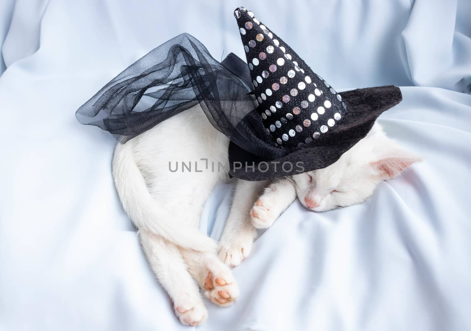 White little sleeping cat under a witch's hat. The concept of Halloween