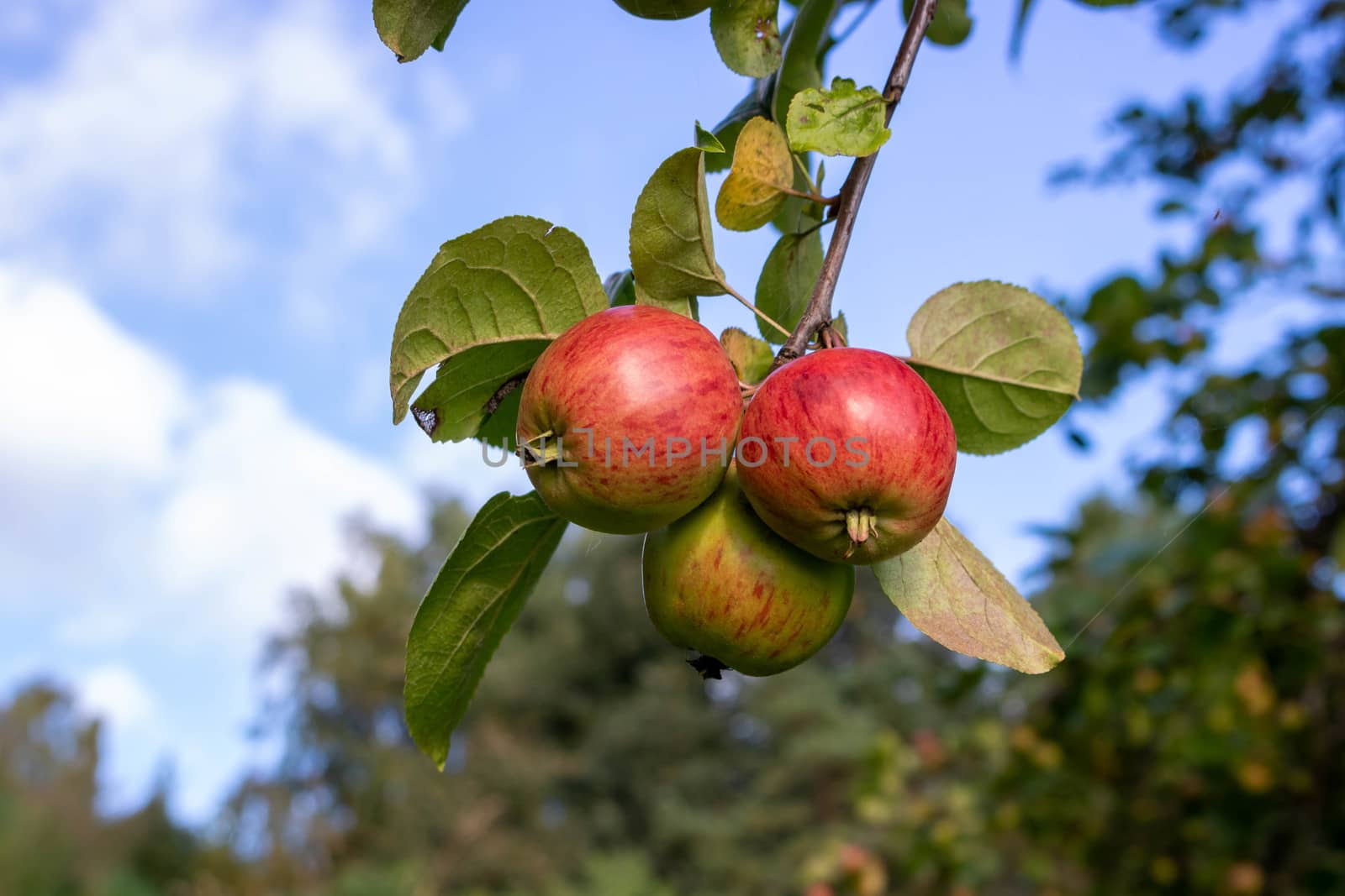 Three shiny delicious apples hanging from a tree branch in an Apple orchard against the sky on a Sunny autumn day by lapushka62