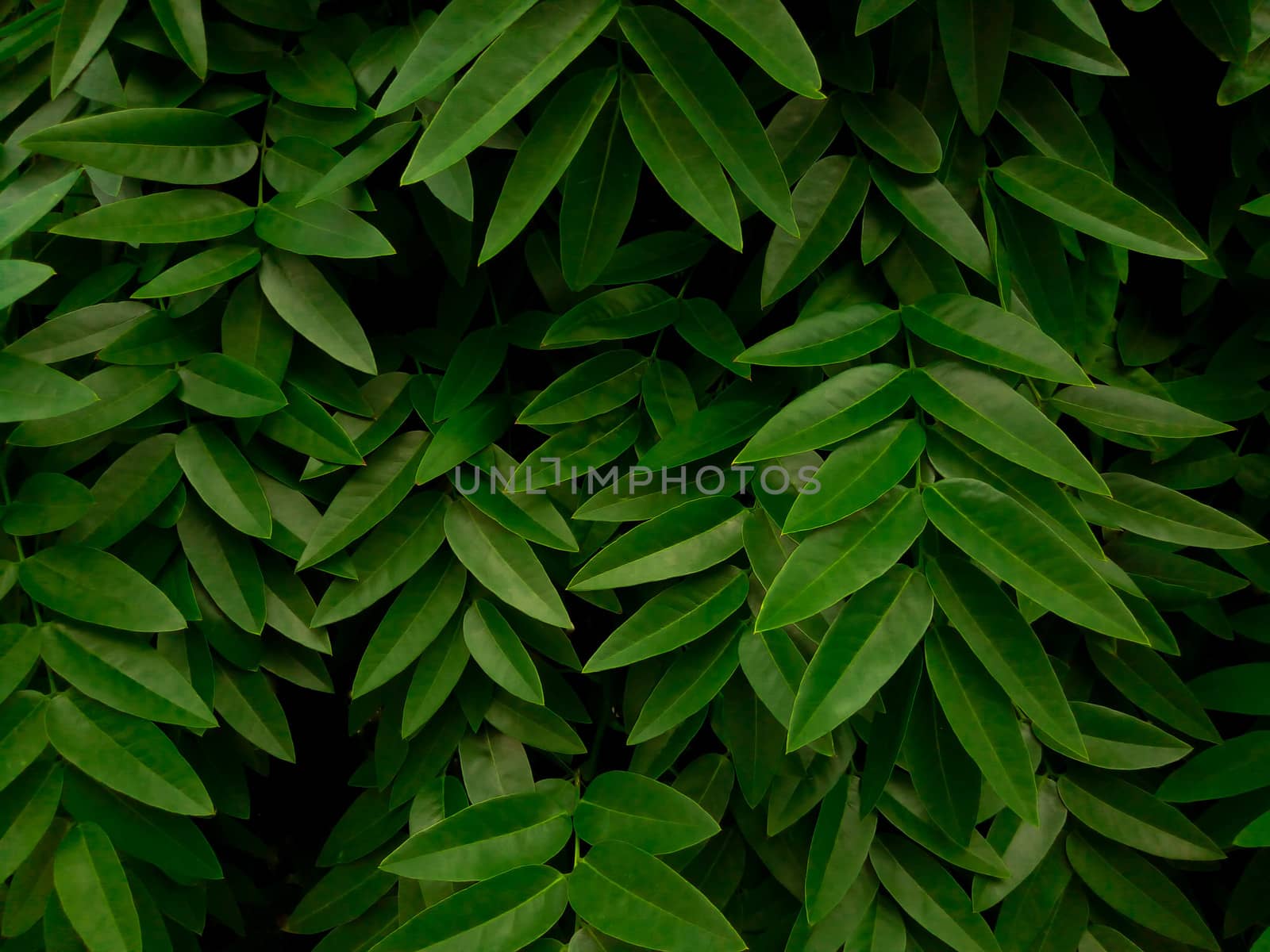 Green leaves pattern background, Natural background and wallpaper by lapushka62
