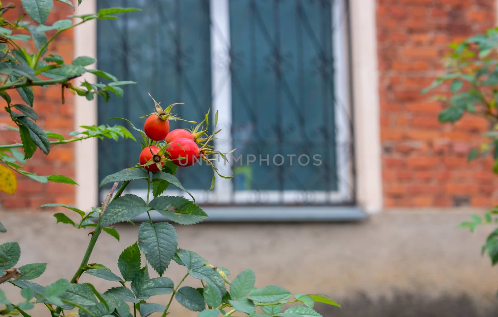 Fresh ripe red dog-rose on a green branch with leaves against a blurred window by lapushka62
