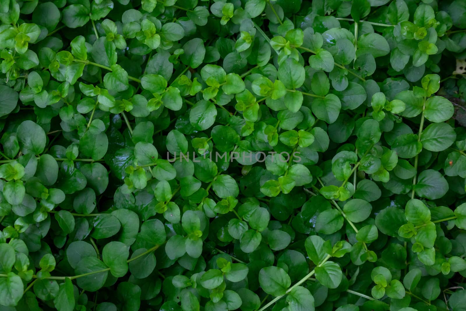 Glade of medicinal grass woodlouse.Green grass background by lapushka62