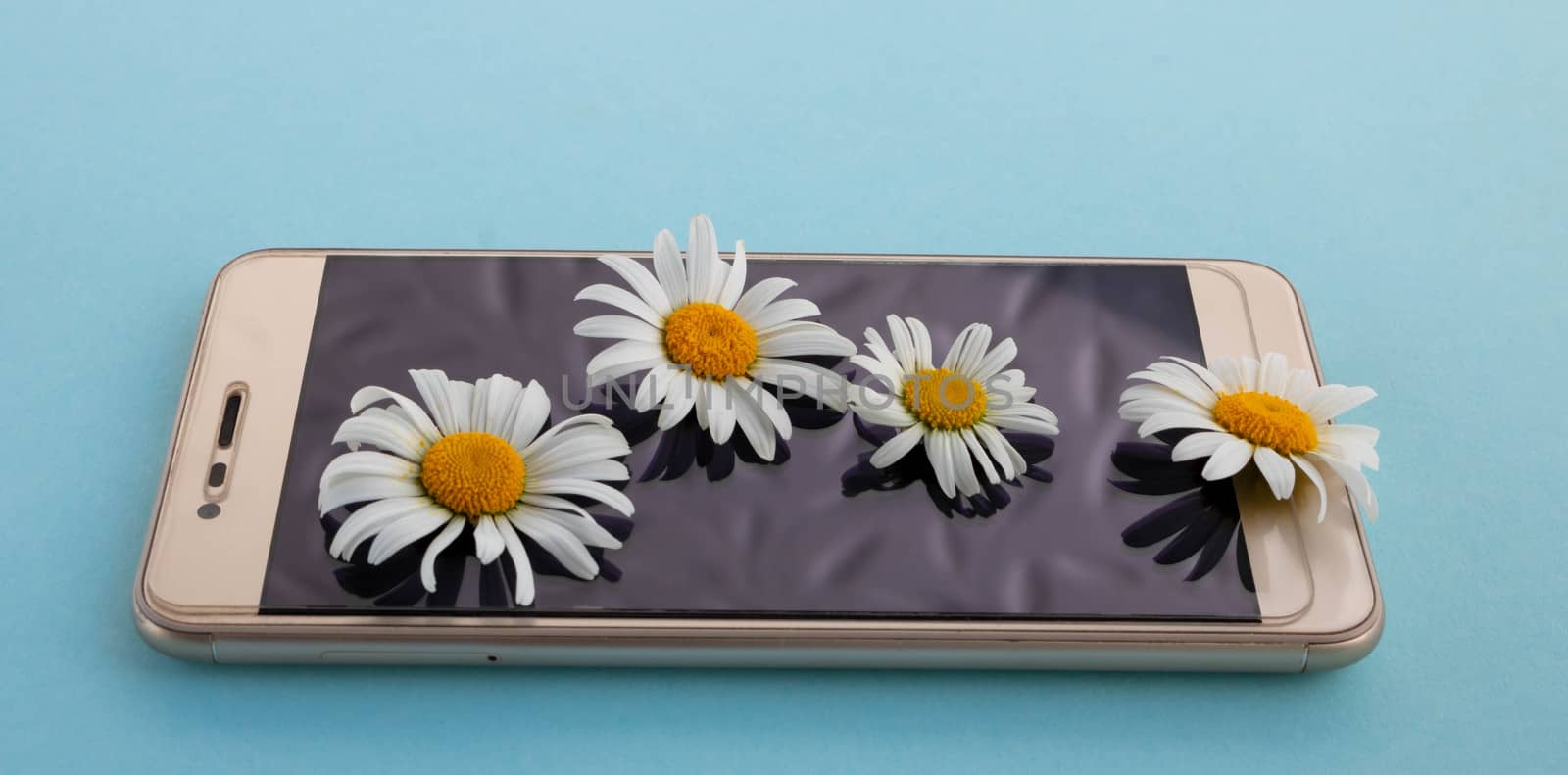 A Golden smartphone with chamomile flowers lies on a blue background. Summer concept. Nature and new technologies