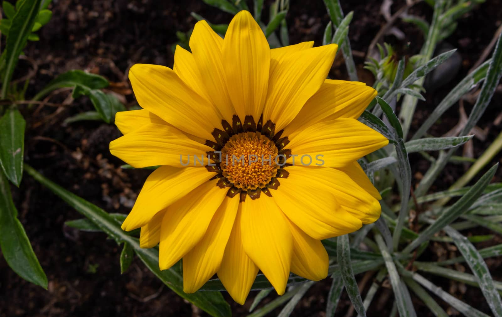 Close-up photo of a beautiful yellow garden flower Gazania Gazania linearis in a flower bed in the Park.