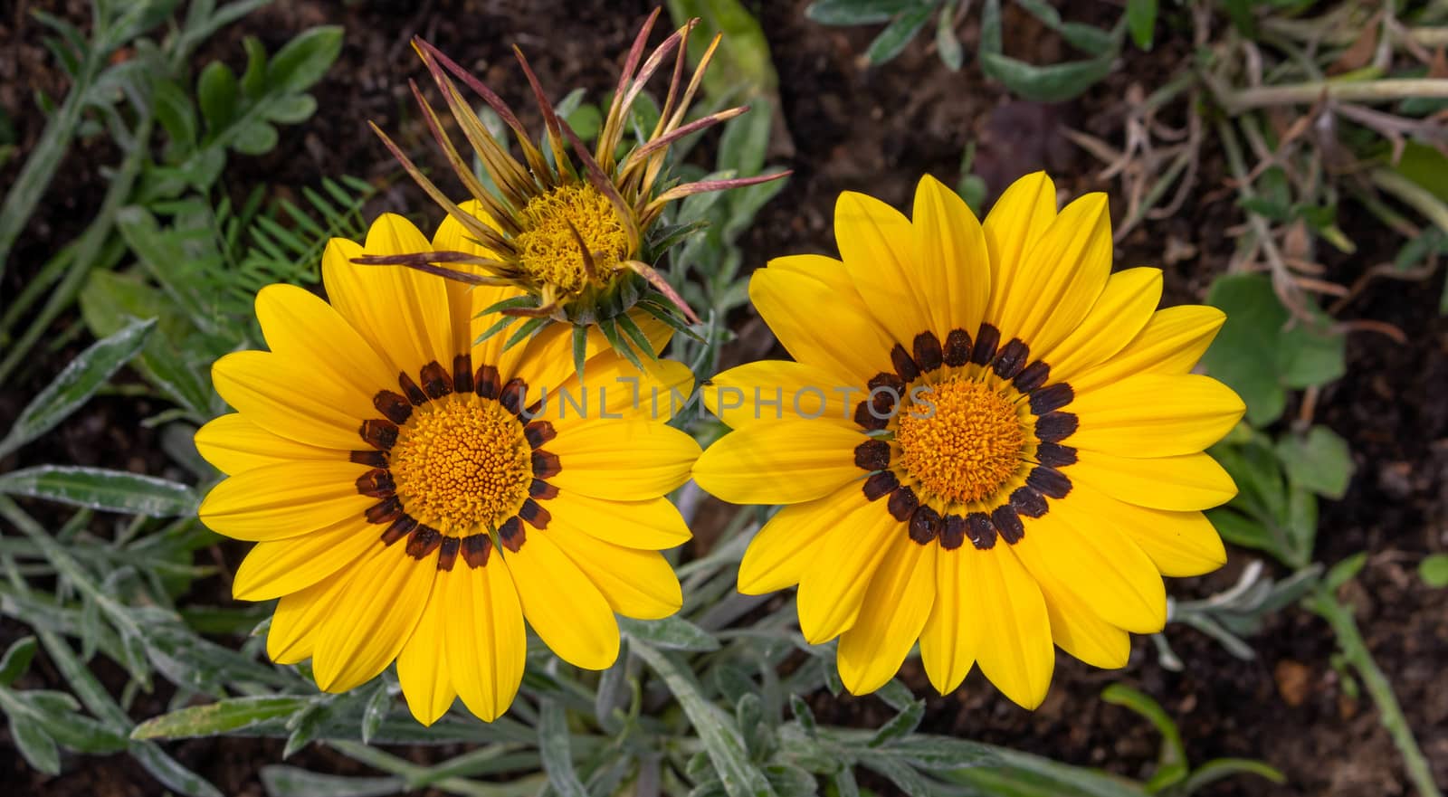 Close-up photo of a beautiful yellow garden flower Gazania Gazania linearis in a flower bed in the Park. by lapushka62