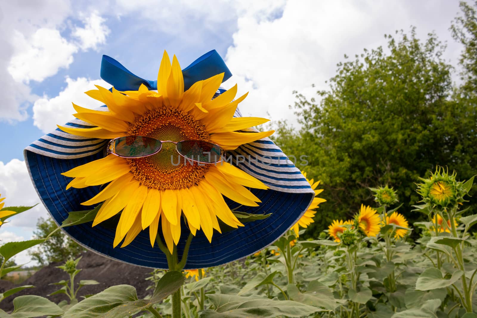 Two blooming yellow sunflowers in a field in a woman's hat and sunglasses.Space for your text by lapushka62