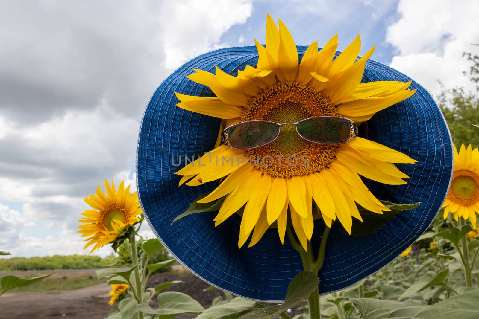 Two blooming yellow sunflowers in a field in a woman's hat and sunglasses.Space for your text
