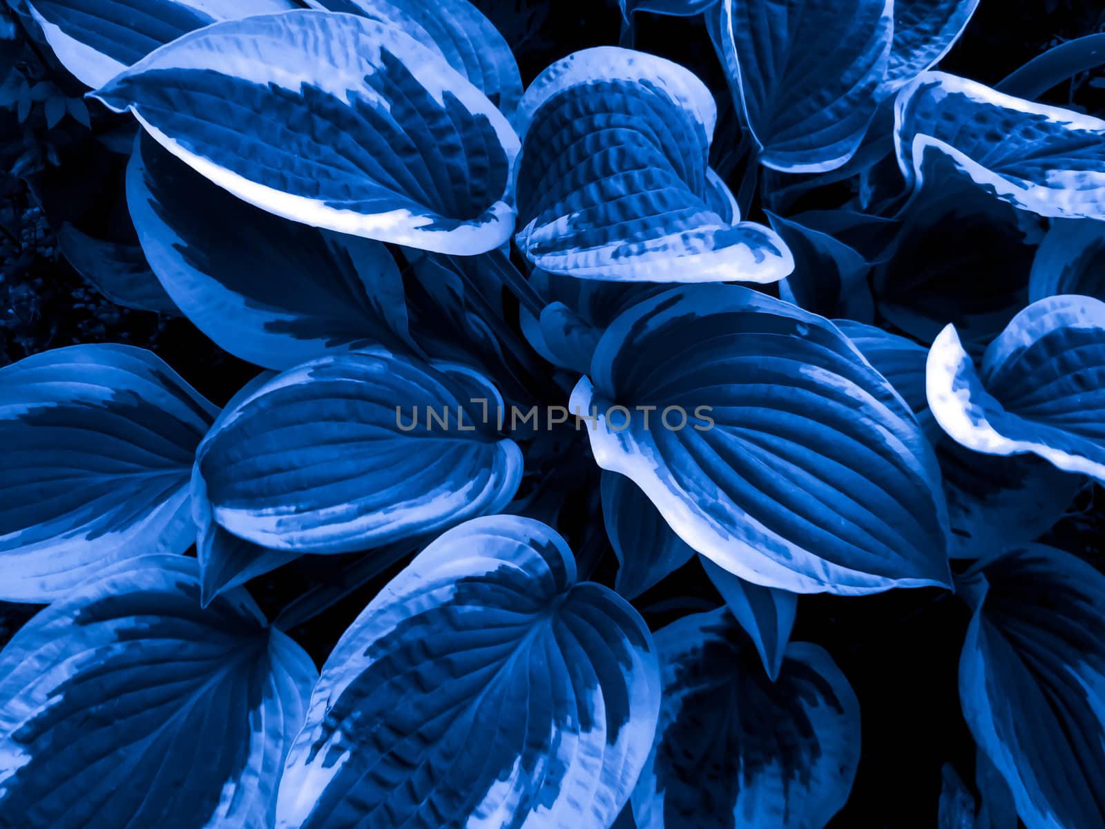 Texture of blue and white leaves of a decorative plant.