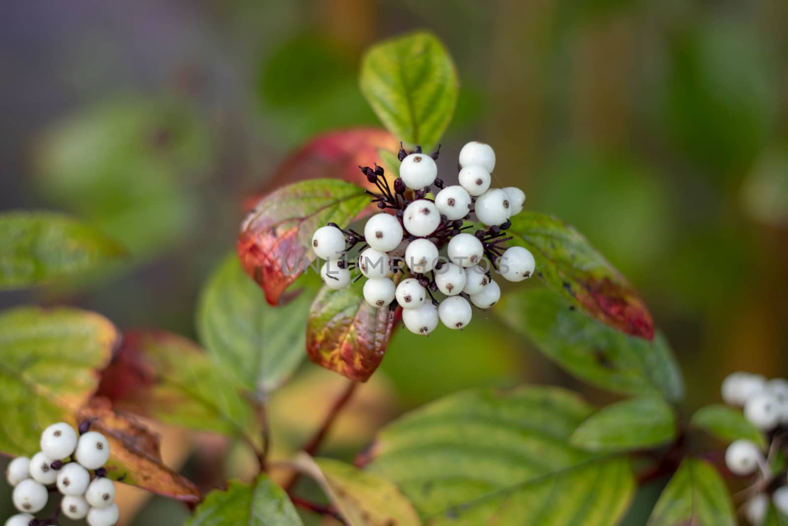 Natural white berries on a green Bush. branch with withe berries in the garden