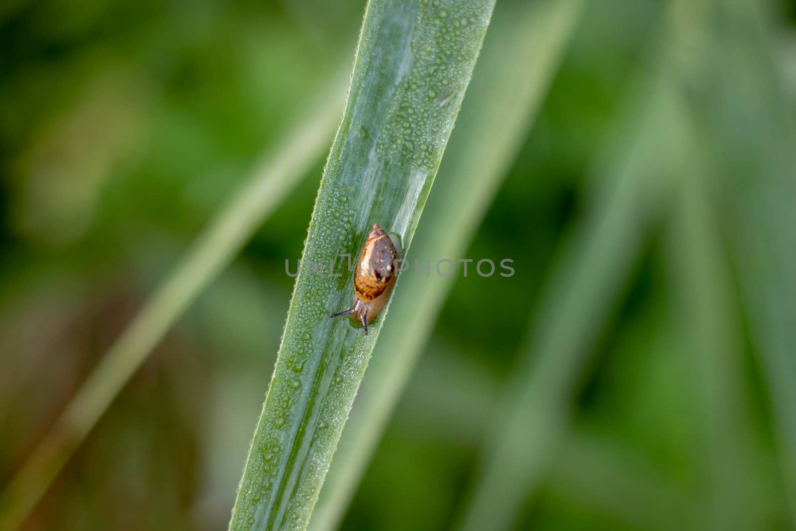 snail shell sitting on green grass, soft selective focus