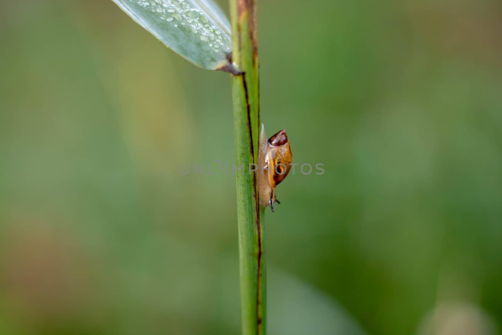 snail shell sitting on green grass, soft selective focus by lapushka62