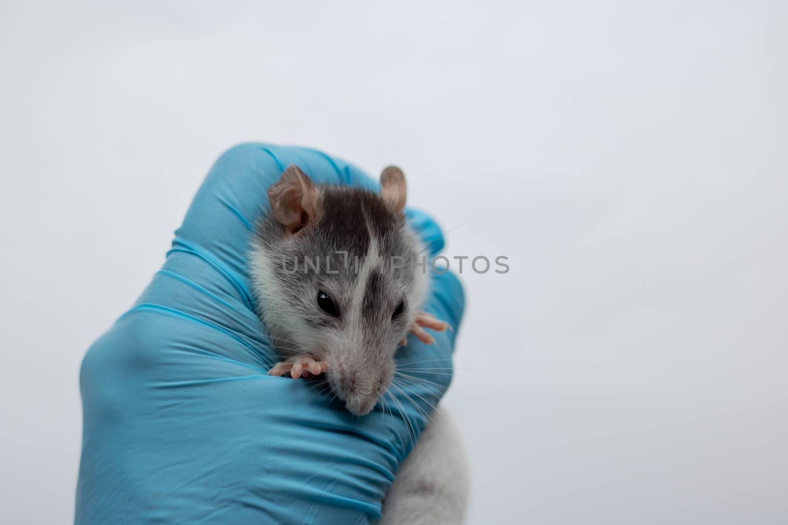 Veterinarian doctor is making a check up of a small little rat in the clinic. Veterinary Concept