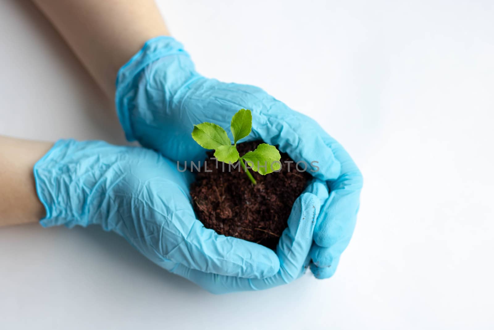 Hands holding and caring a green young plant