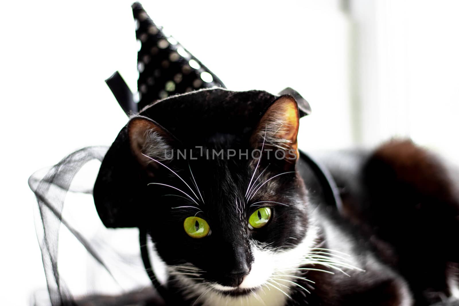 Black cat with witch hat for halloween. isolated on white background. by lapushka62