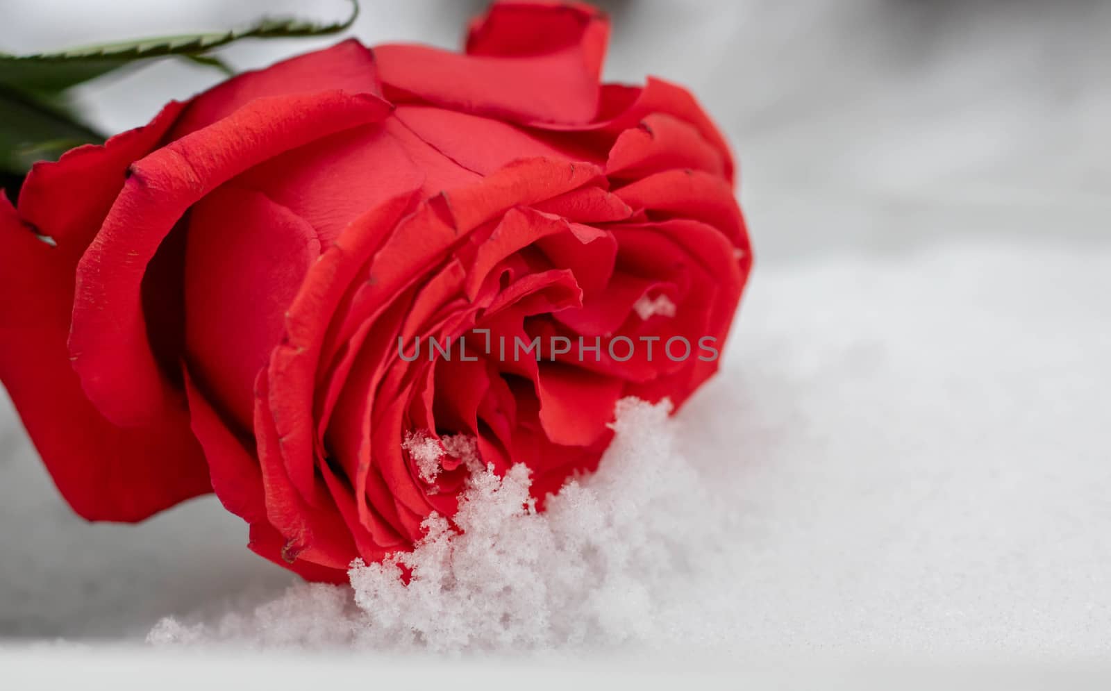 Rose flowers under the first snow background by lapushka62