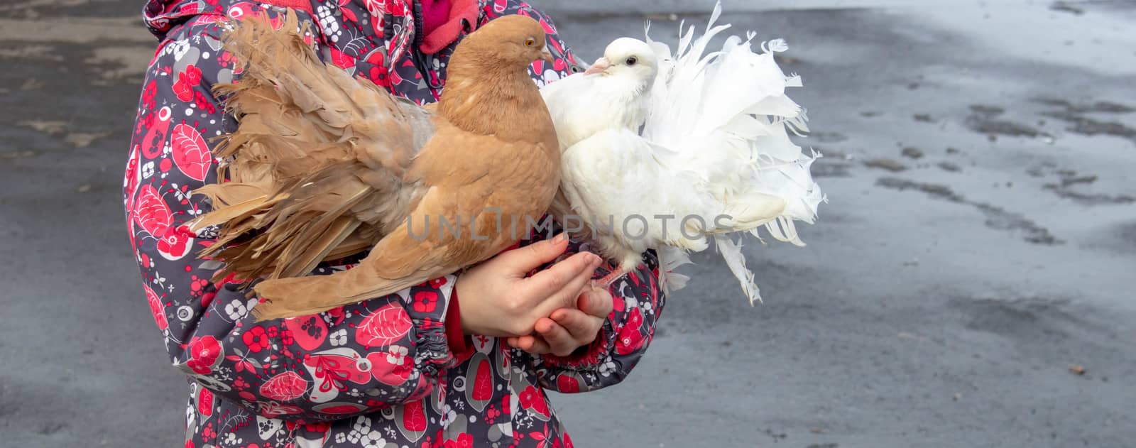 children's hands hold domestic pigeons white and brown