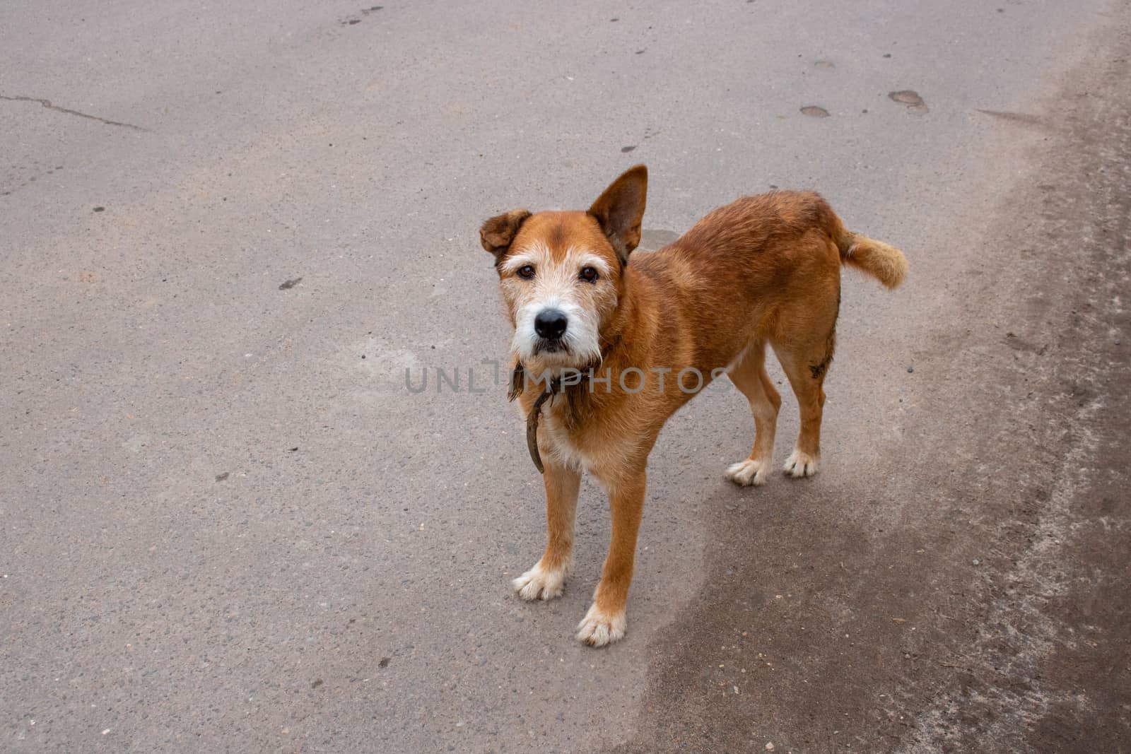 a brown old sad dog walks alone in the street