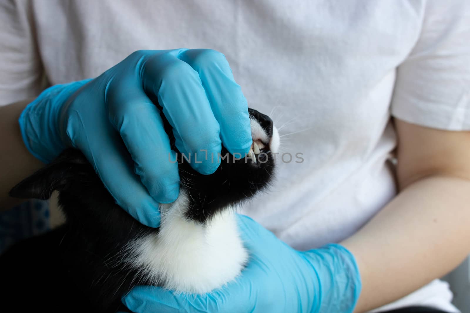 A veterinarian examines a black cat's teeth at the clinic