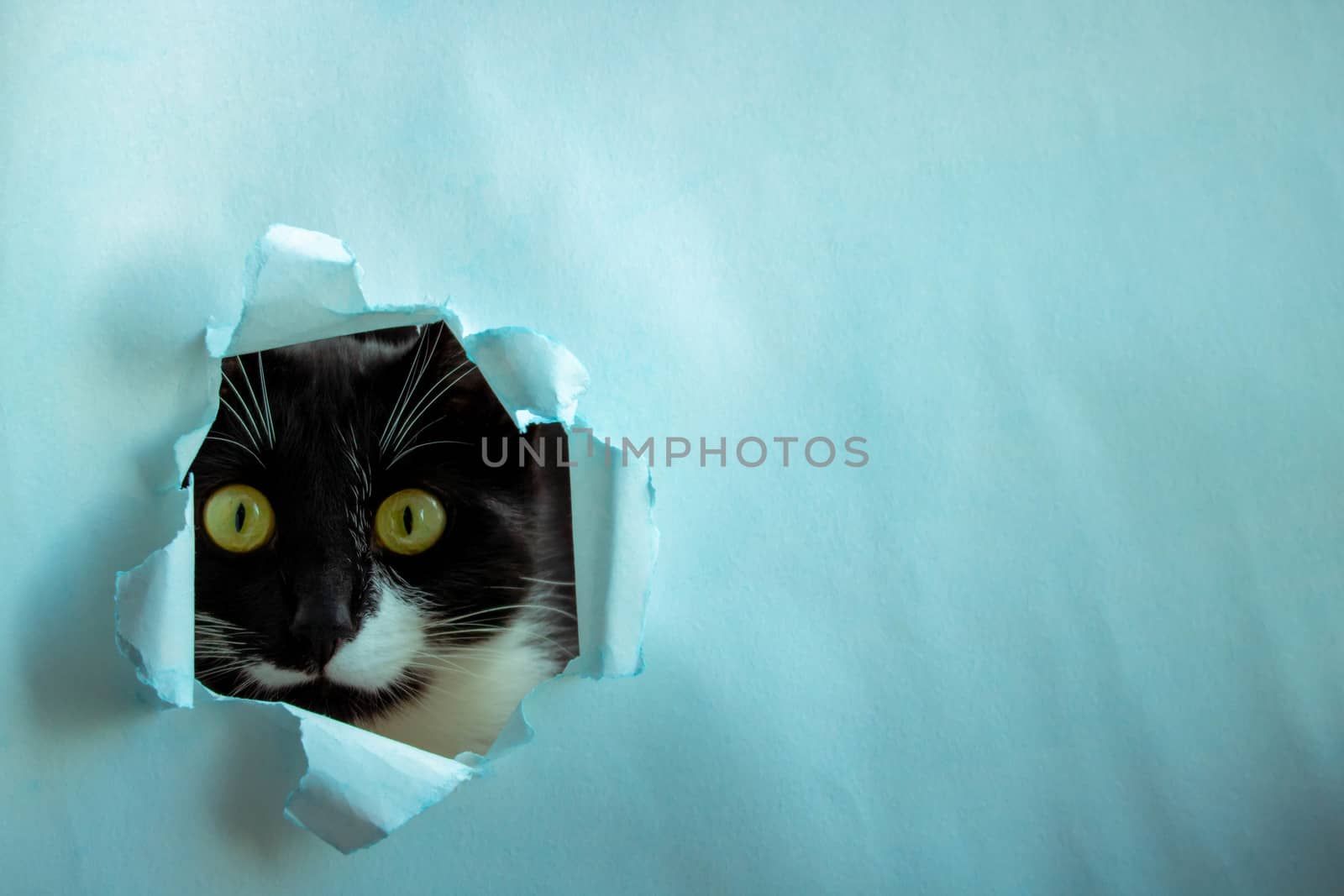 Funny black cat looks through a ragged hole in the blue paper. Game of hide. Naughty Pets and naughty Pets. A copy of the space