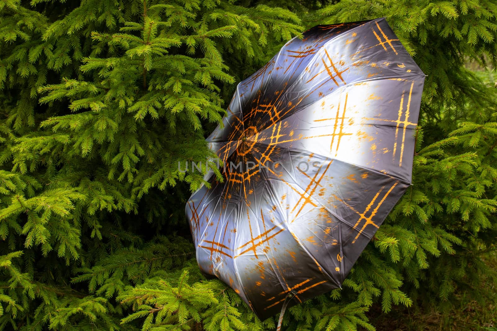 A light-grey umbrella rests on the green paws of a young spruce.