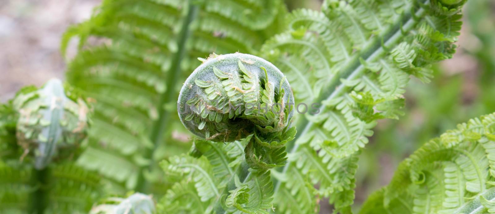 Fern Spiral of Matteuccia is a genus of ferns with one species: Matteuccia struthiopteris common names ostrich fern, fiddlehead fern, or shuttlecock fern by lapushka62