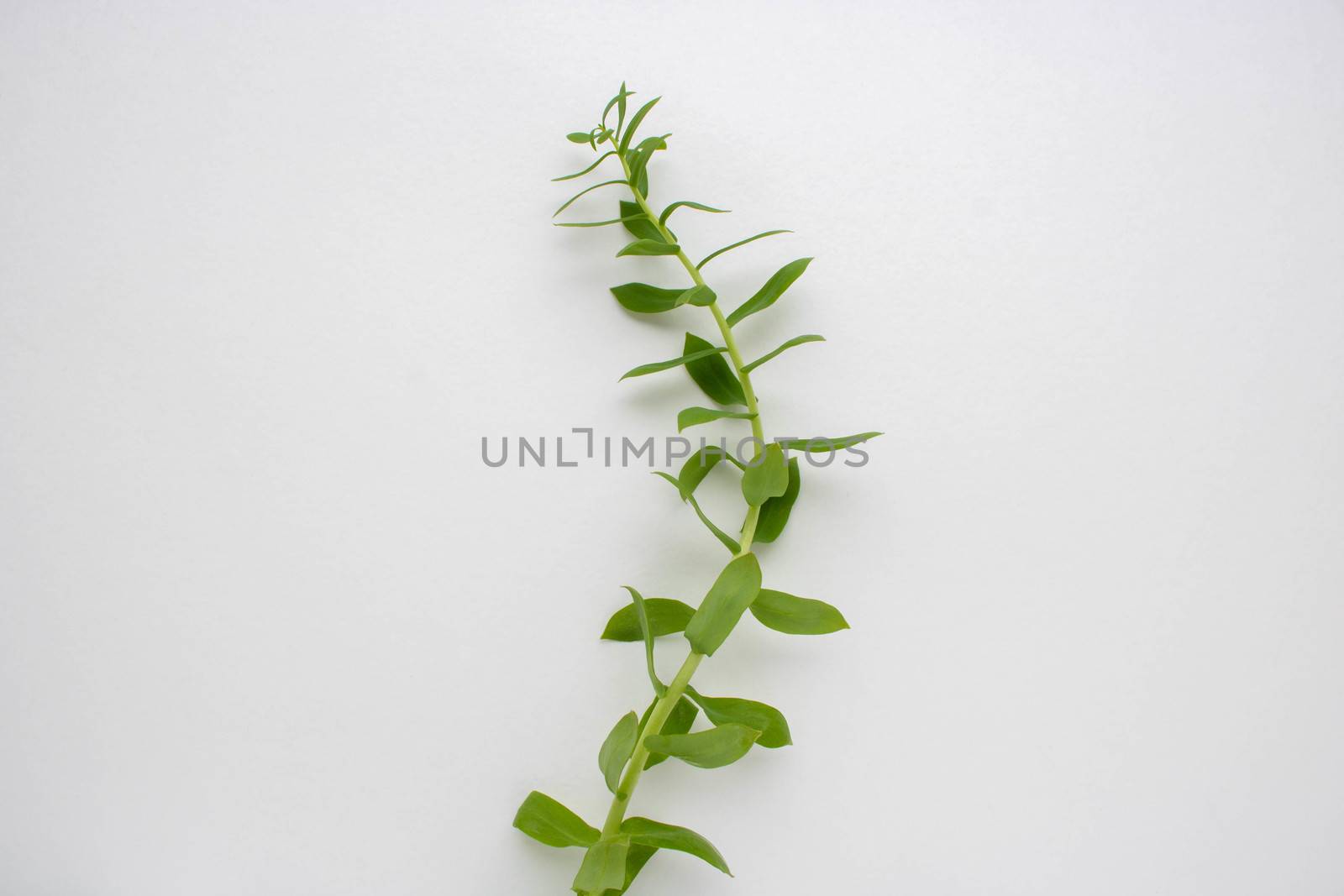 Large openwork green leaf isolated on a white background