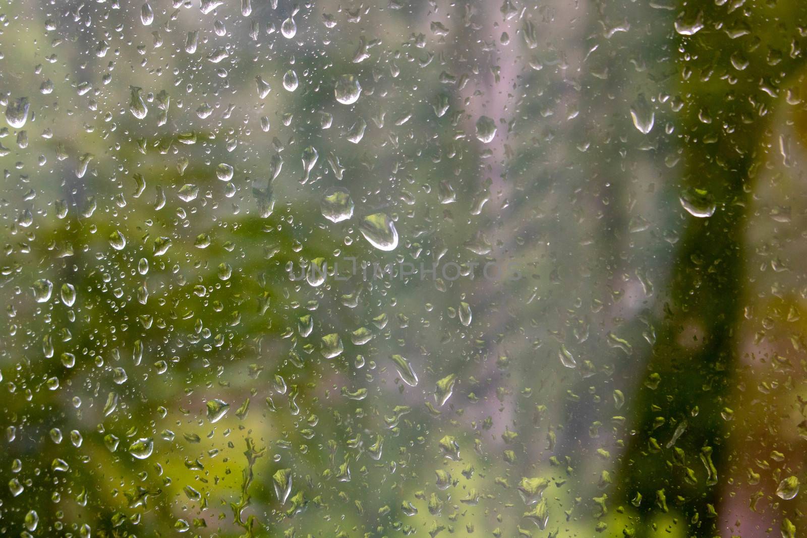 Rain drops on window with green tree in background.