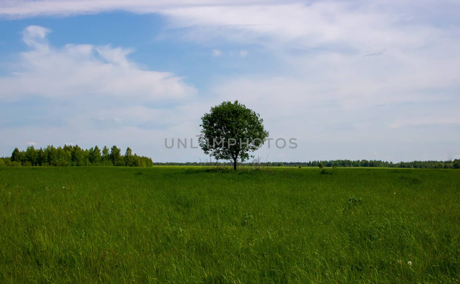 Beautiful summer landscape with a single green tree standing in a green field