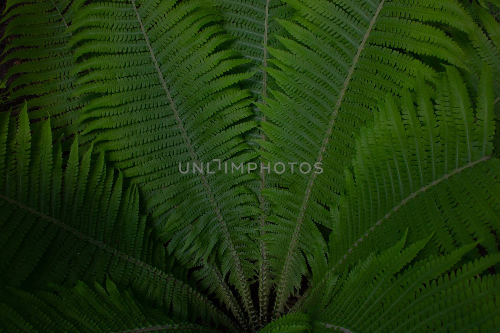 Green fern fan on the city flower bed. by lapushka62