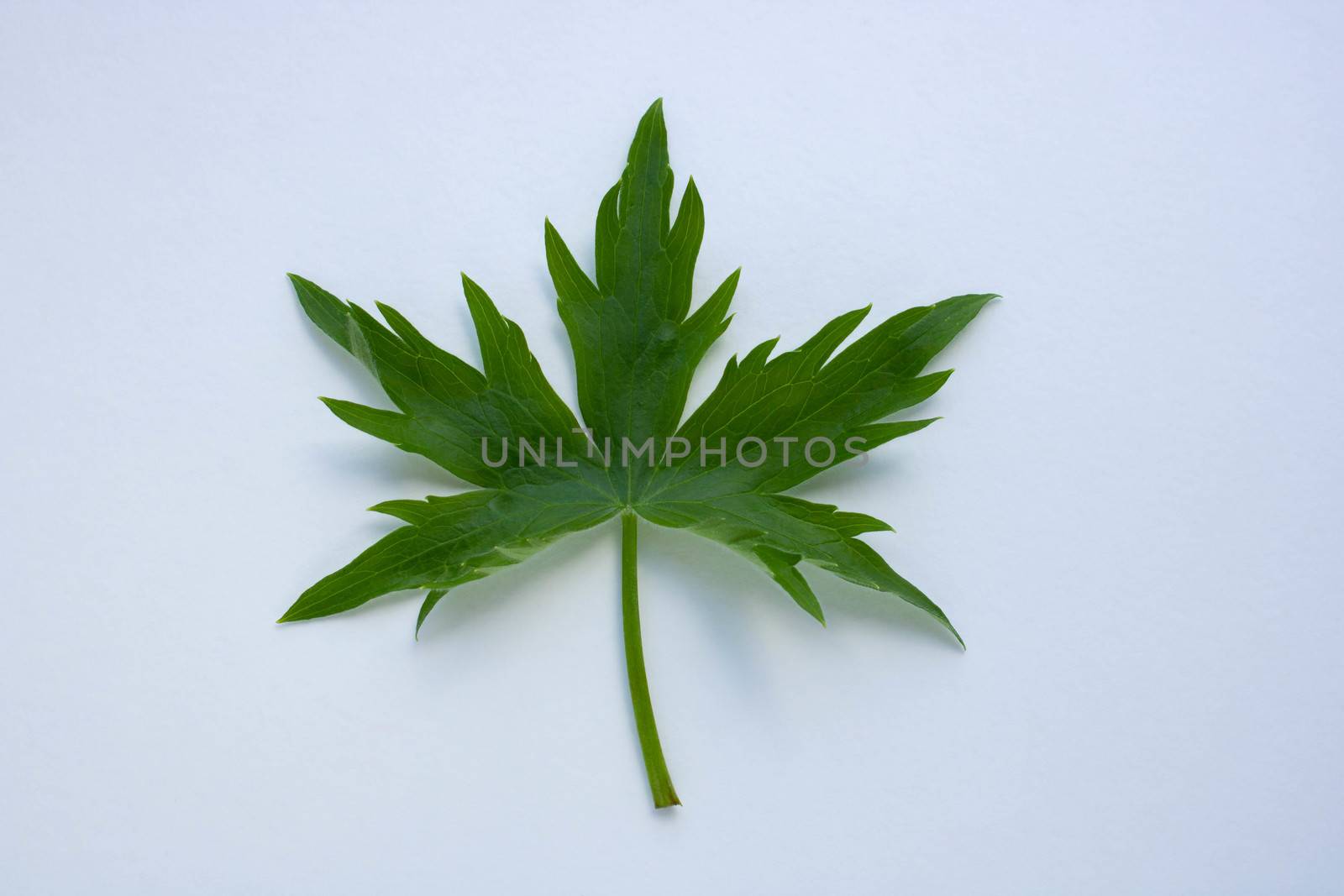 Green patterned leaf isolated on a white background