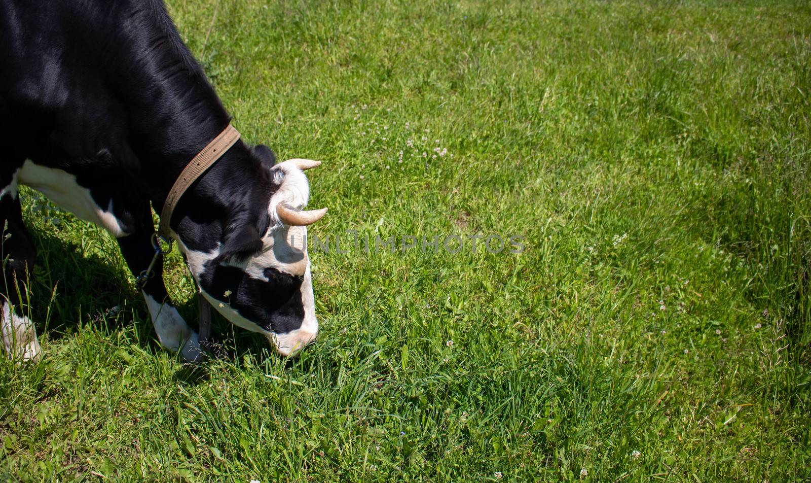 On a green pasture stands a black cow with a white head. Concept of agriculture. Symbol of the Chinese New year 2021.Space for your text.