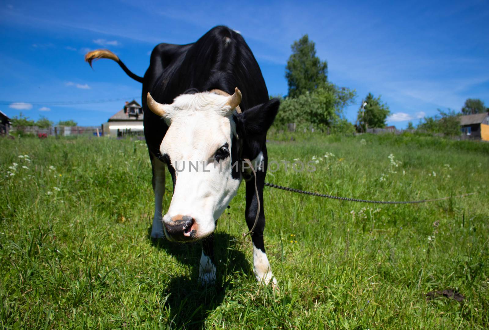 A curious black cow with a white head stands in a green pasture against a blue sky. The concept of Chinese new year 2021