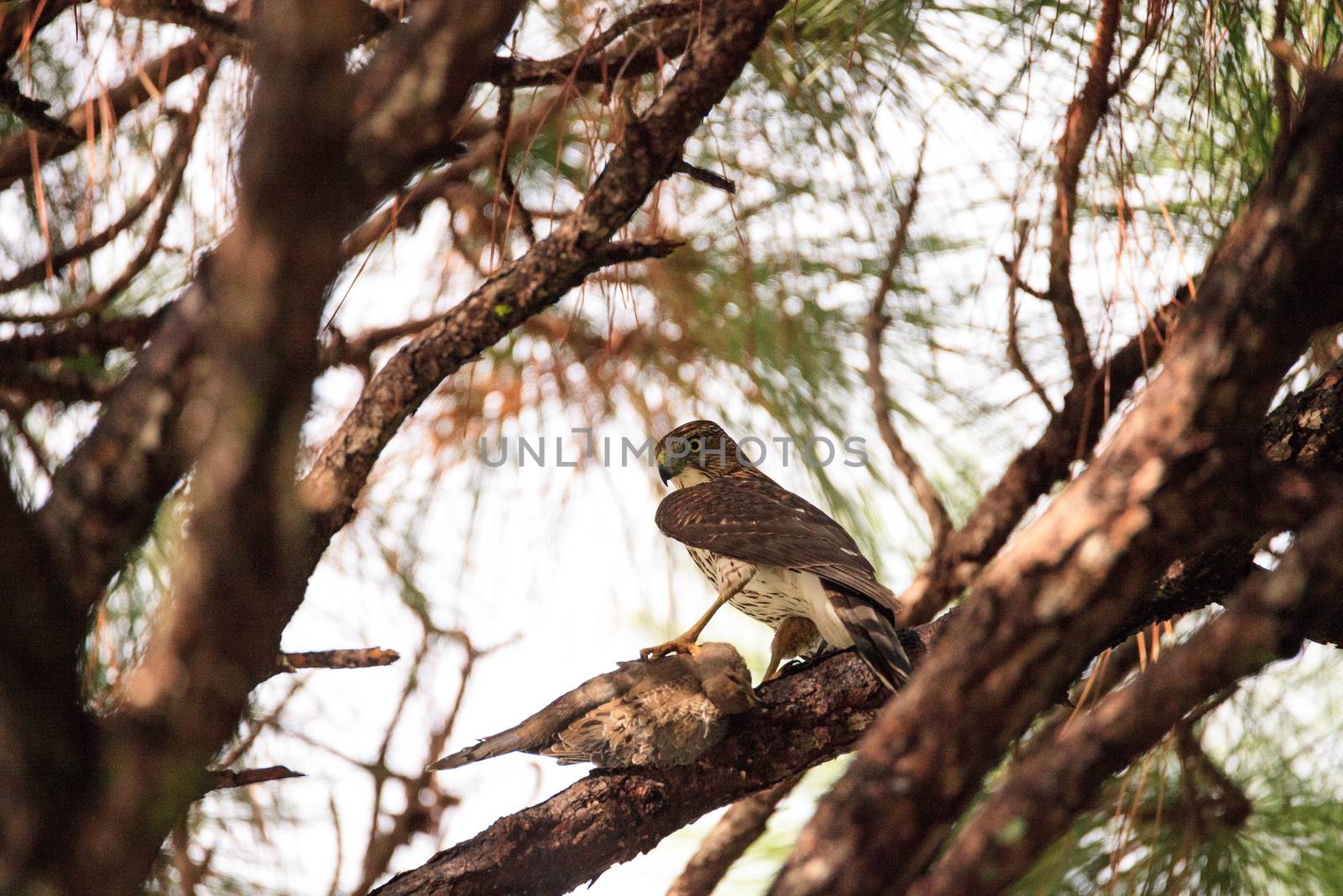 Juvenile light morph Red-tailed hawk Buteo jamaicensis eats a blue jay in a pine tree in Naples, Florida