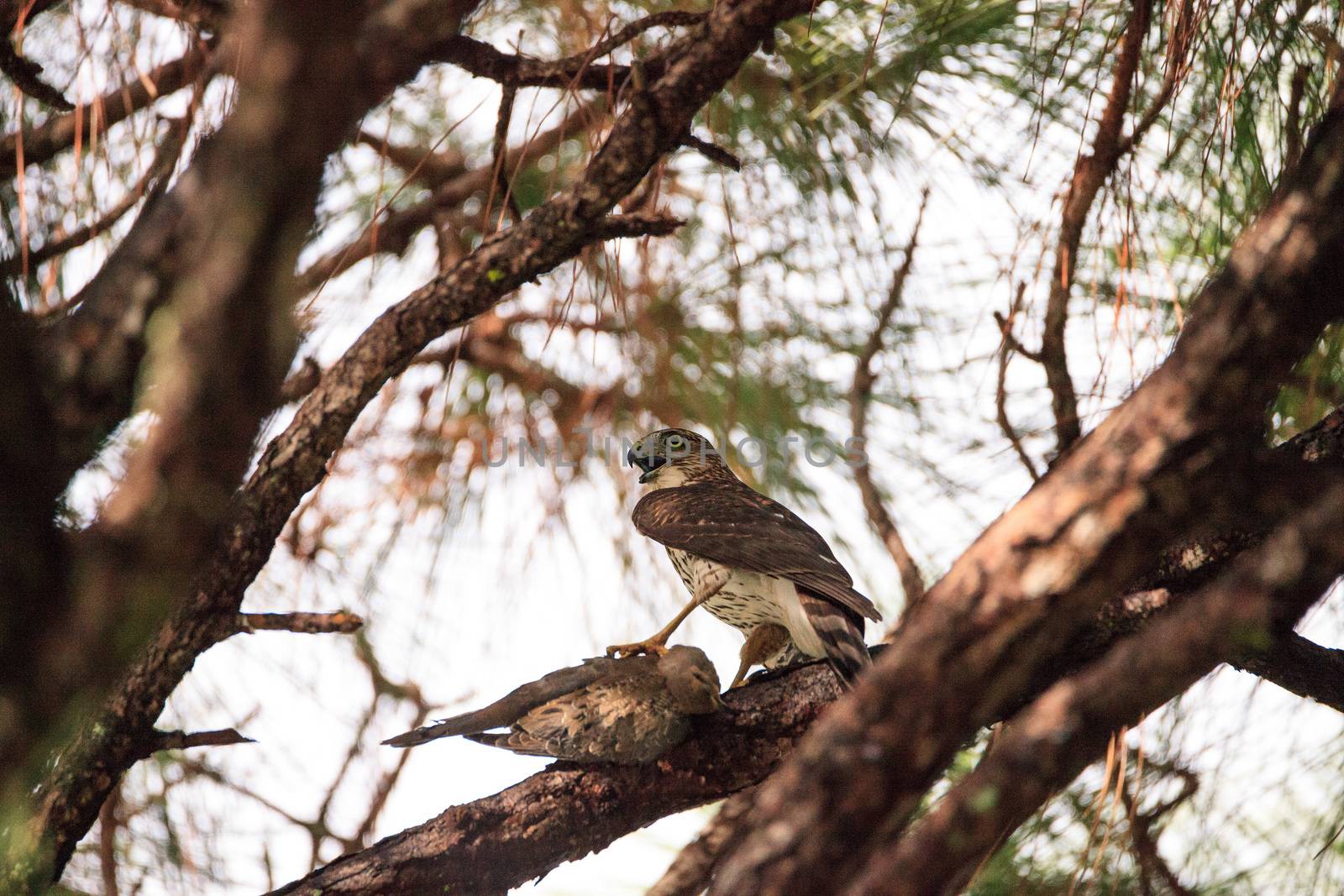 Juvenile light morph Red-tailed hawk Buteo jamaicensis eats a bl by steffstarr