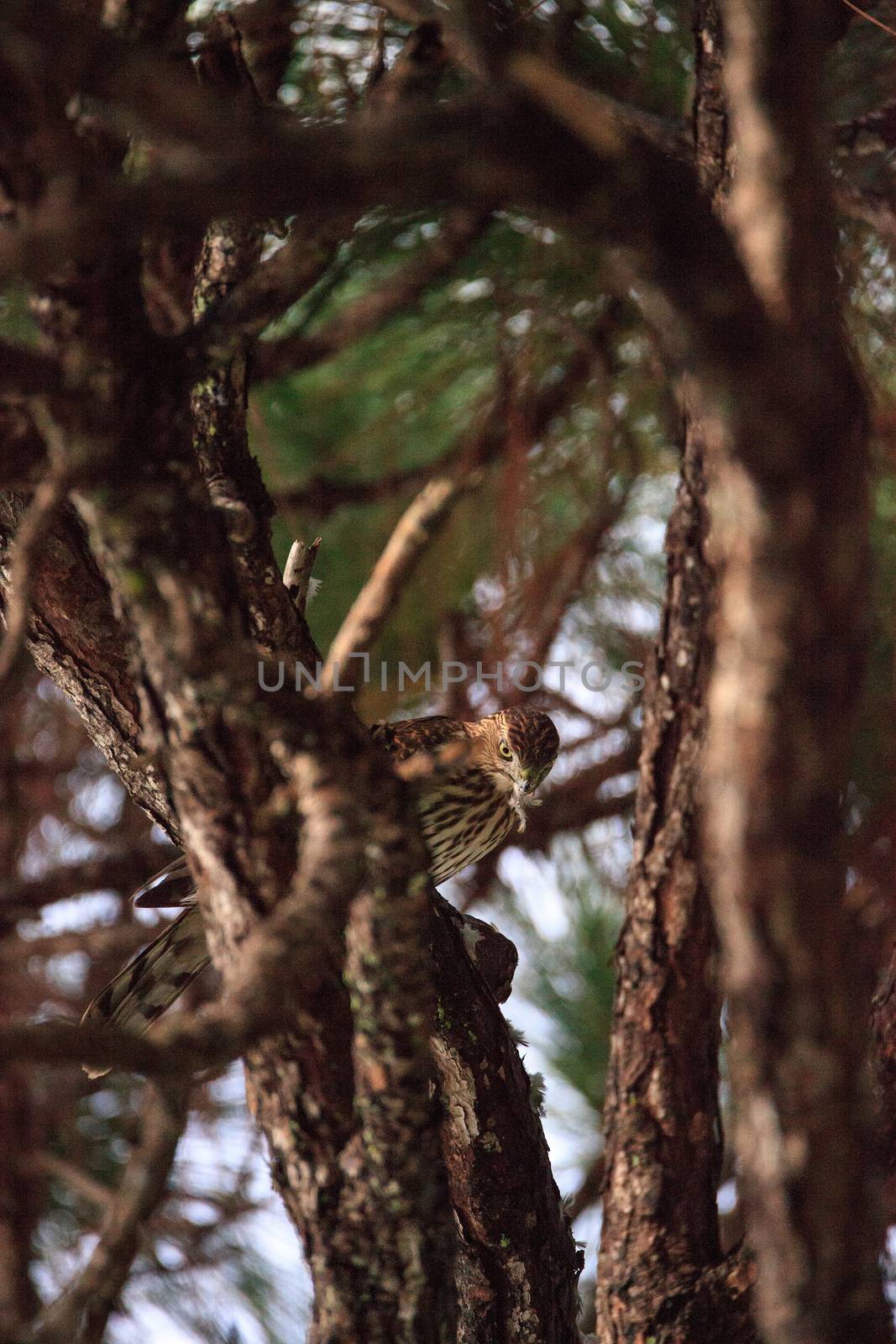 Juvenile light morph Red-tailed hawk Buteo jamaicensis eats a blue jay in a pine tree in Naples, Florida