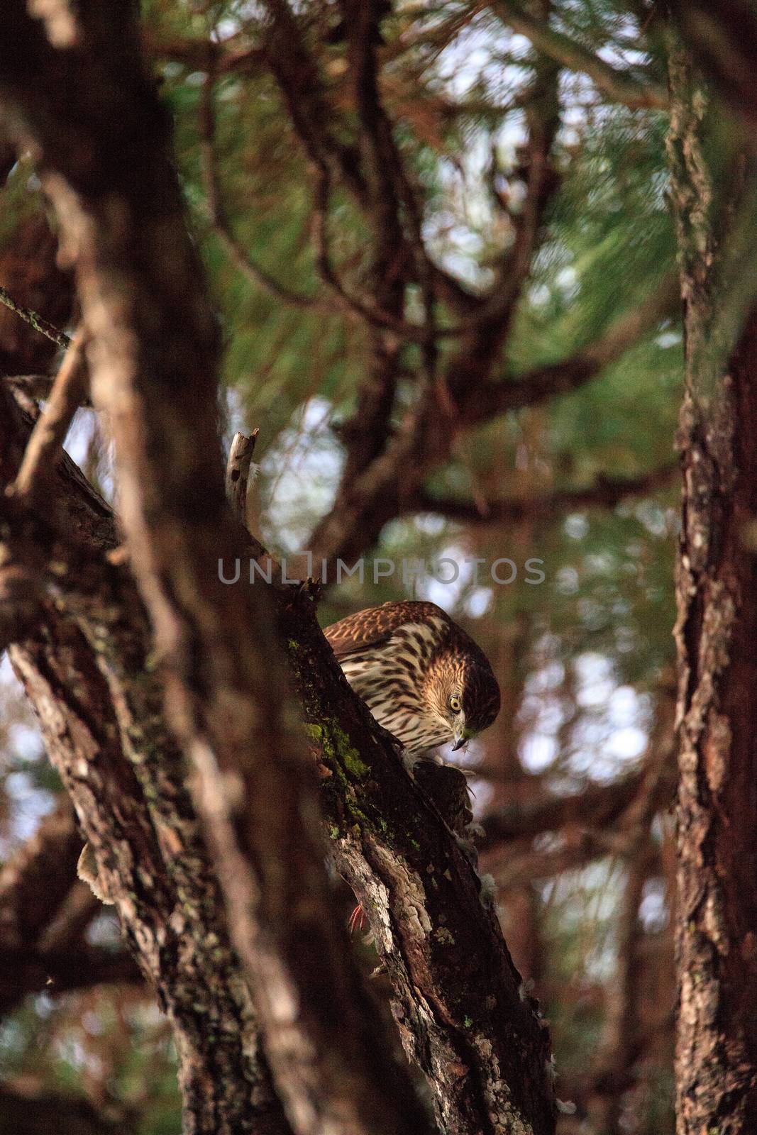 Juvenile light morph Red-tailed hawk Buteo jamaicensis eats a blue jay in a pine tree in Naples, Florida