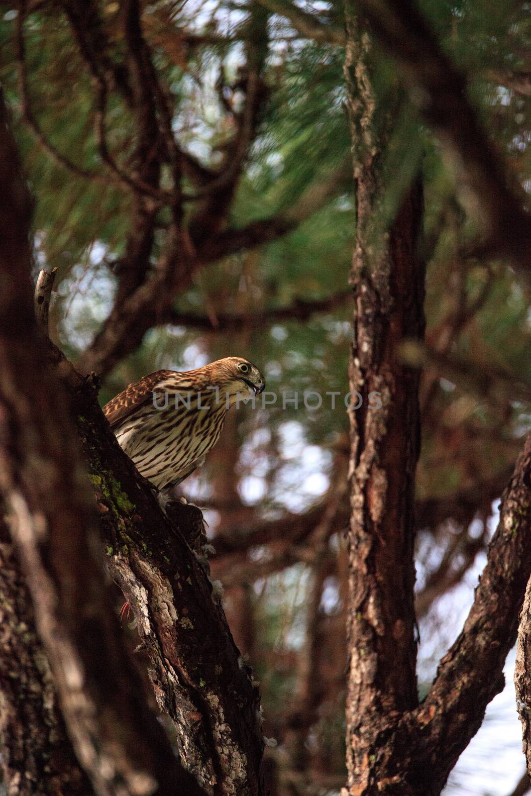 Juvenile light morph Red-tailed hawk Buteo jamaicensis eats a bl by steffstarr