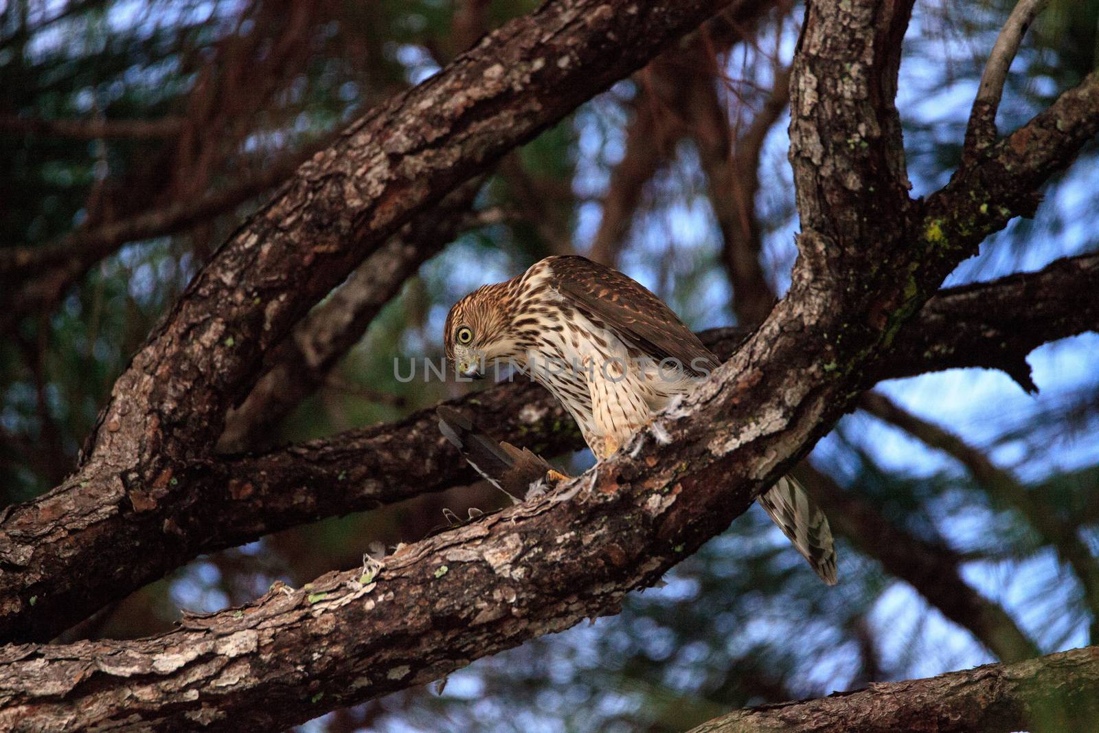 Juvenile light morph Red-tailed hawk Buteo jamaicensis eats a bl by steffstarr