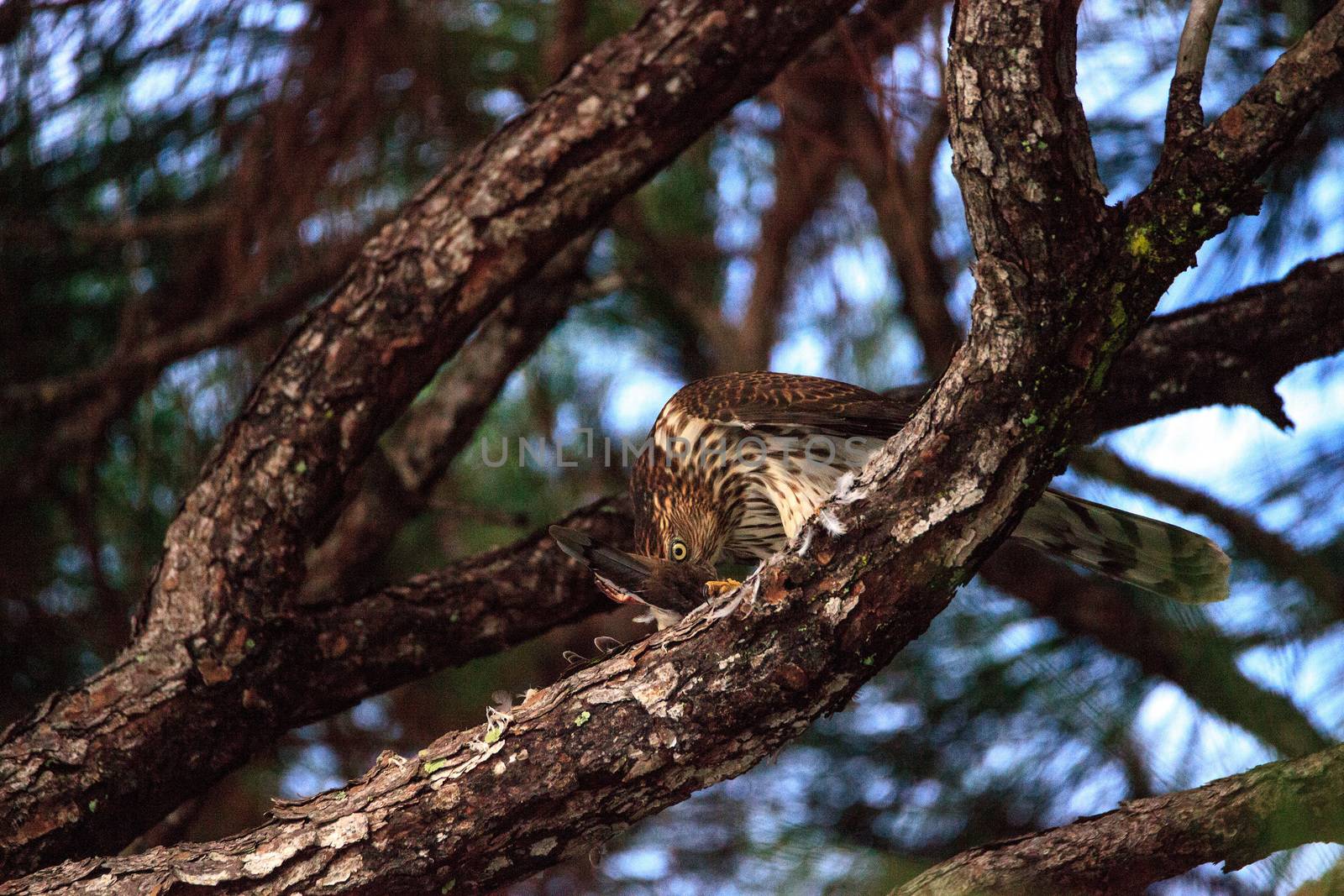 Juvenile light morph Red-tailed hawk Buteo jamaicensis eats a bl by steffstarr