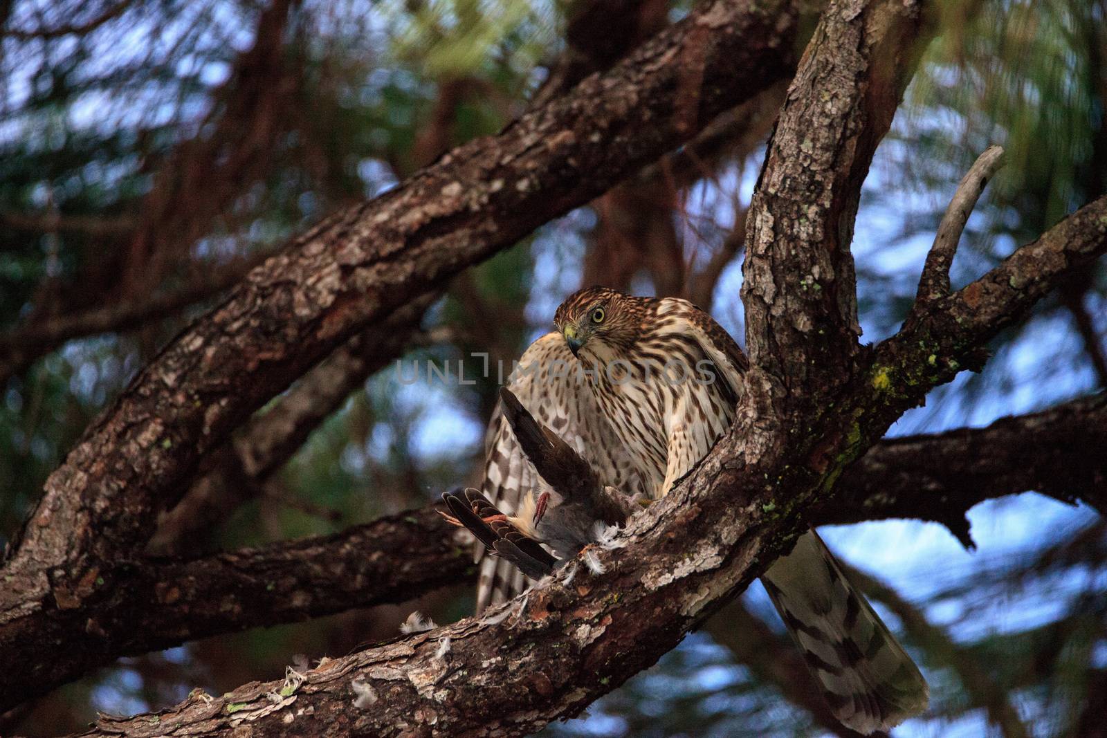 Juvenile light morph Red-tailed hawk Buteo jamaicensis eats a bl by steffstarr